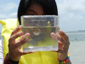Music student looks at a blow fish caught in the seagrass.