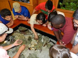 Students touch live sea urchins.