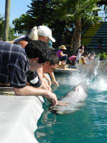 The students getting splashed by the dolphins.