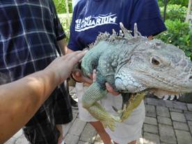 Transition students touch an iguana.