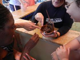 Transition students touch a horseshoe crab.