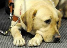 Virginia Jacko�s new guide dog Kieran listens in on the beautiful music