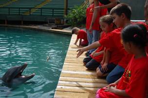 STAR Summer Camp student feeds a dolphin.