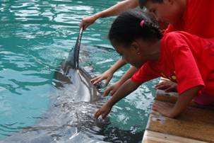 The students also got the opportunity to touch the dolphins.