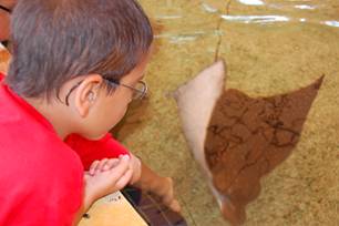 Feeding stingrays.