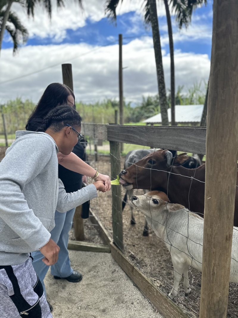 Jornelys feeds cows for the first time at Tinez Farm during a work experience activity 